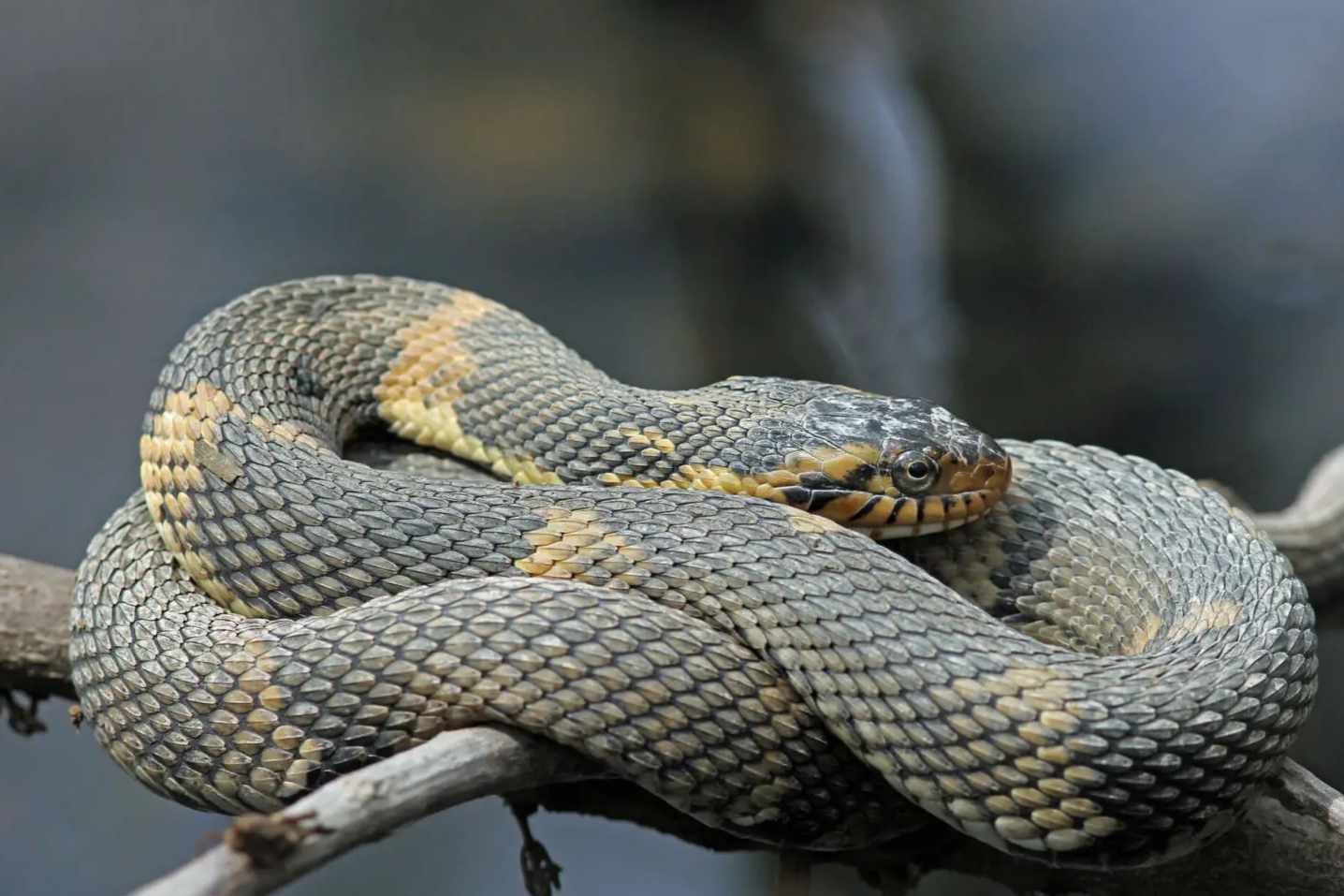 The Mysterious World of the Water Moccasin: Facts, Myths, and Survival Tips